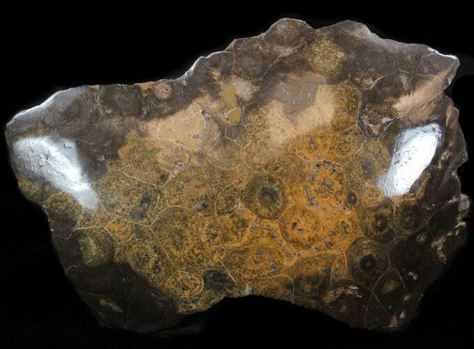 Polished Fossil Coral Head - Morocco #35353